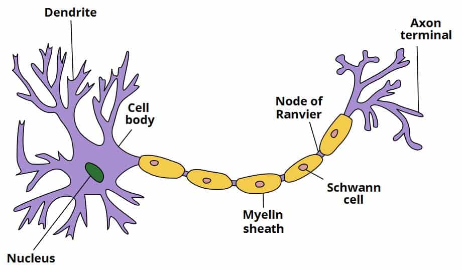 Fig 1.0 - The components of a typical neurone.
