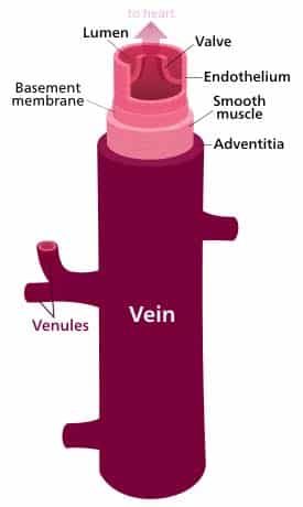 Fig 1.3 - Structure of a vein wall.