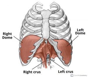 Diagram of the diaphragm showing its two lobes (left and right) and the vertebral attachments (left and right crura).