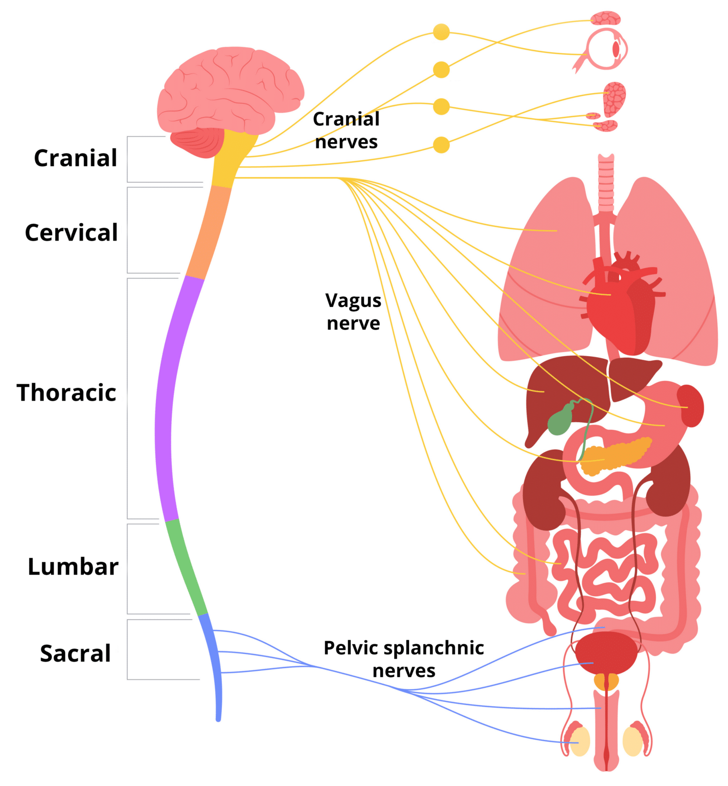 Parasympathetic Nervous System - Ganglia - Neurones - TeachMeAnatomy