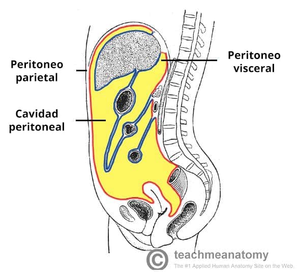 Ilustración de la estructura del peritoneo y la cavidad peritoneal, en la que se destaca la invaginación de la capa visceral alrededor de los órganos.