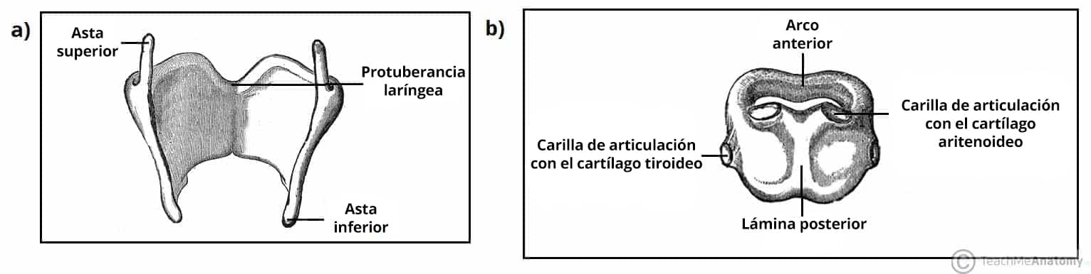 Ilustración de los cartílagos tiroides y cricoides, que destaca su estructura anatómica.