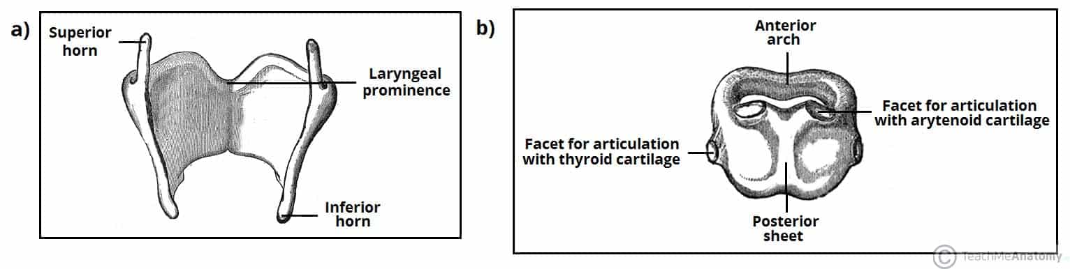 Fig 1.0 - Structure of the (a) thyroid cartilage and (b) cricoid cartilage.