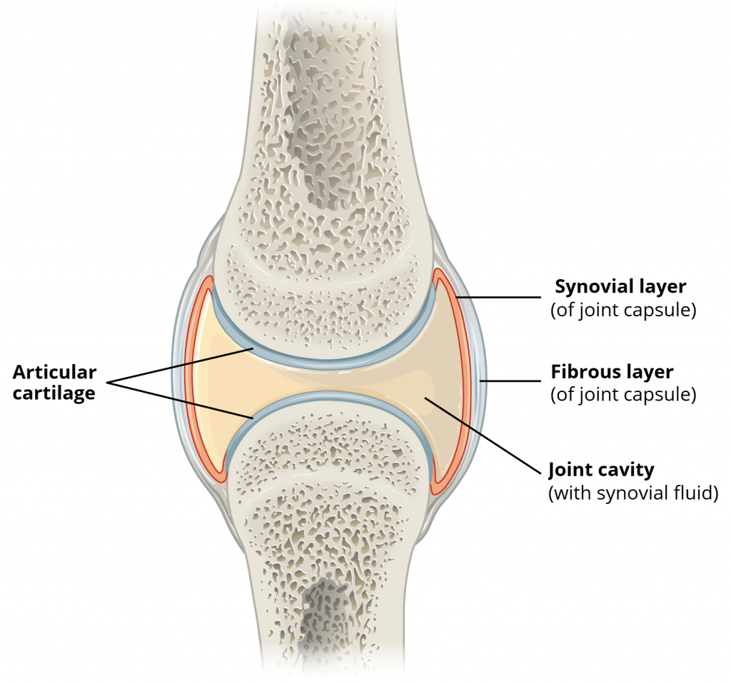 diarthrosis joint anatomi