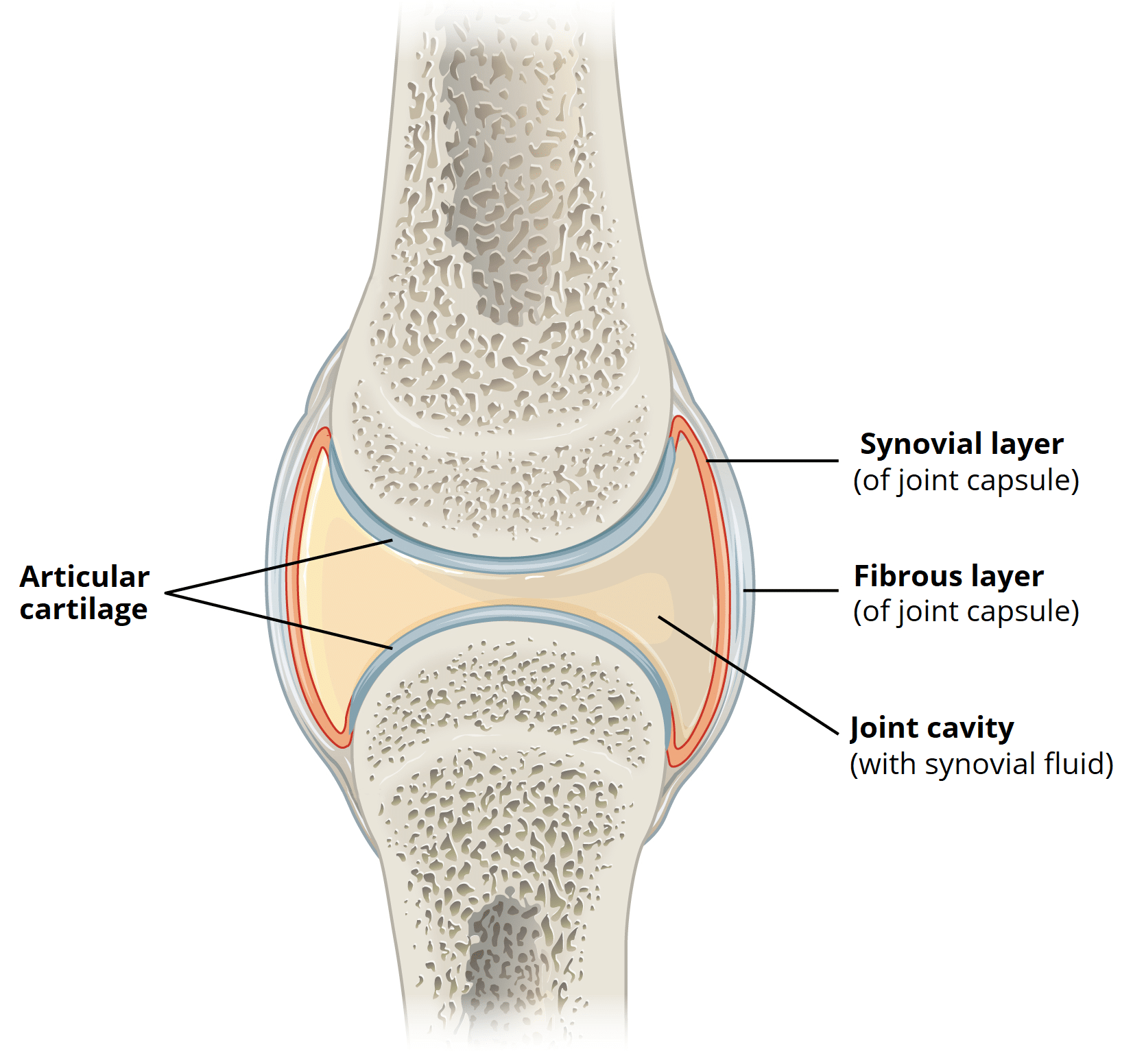 Structures of a Synovial Joint - Capsule - Ligaments - TeachMeAnatomy