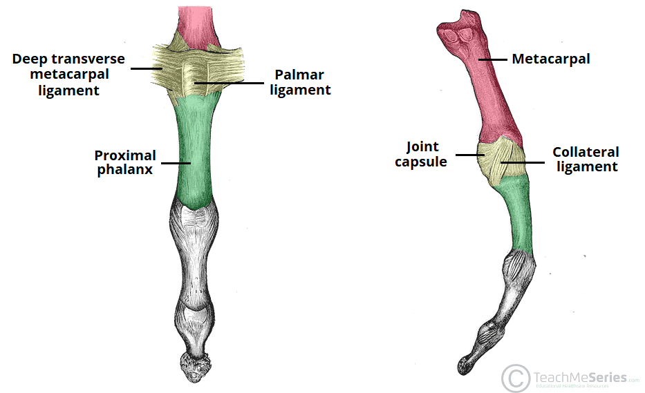 The Metacarpophalangeal Joint Ligaments TeachMeAnatomy