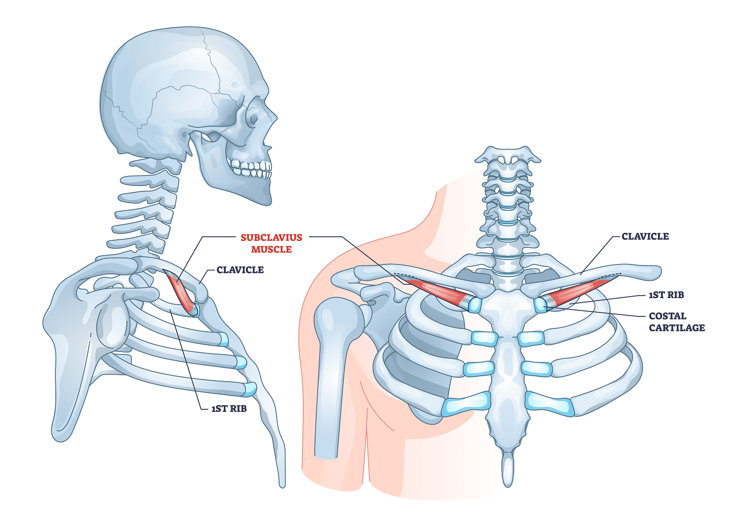 Clavicle Muscle Anatomy