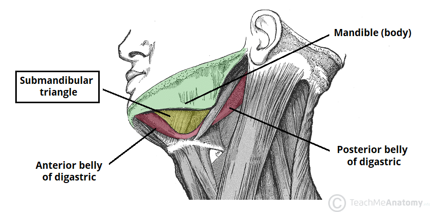 Triangular Interval - Borders - Contents - TeachMeAnatomy