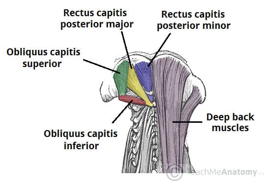 Obliquus Capitis Inferior Actions Teachmeanatomy 7102