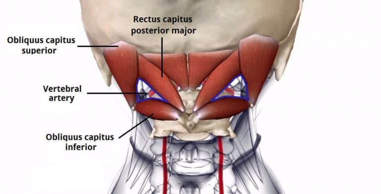 Suboccipital Muscles Attachments Actions Innervation Teachmeanatomy 5365