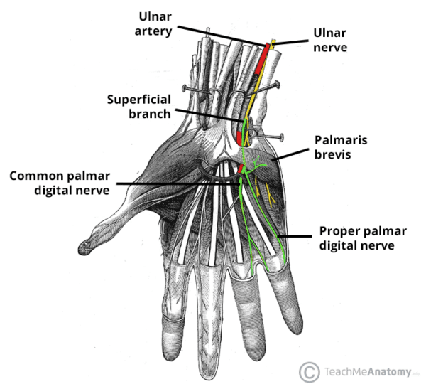 Superficial Branch Of Ulnar Nerve Course Supply