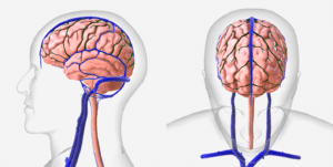 Illustration of the superficial cerebral veins draining the superior surface of the cerebrum.