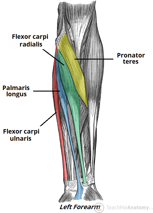 anterior arm muscles