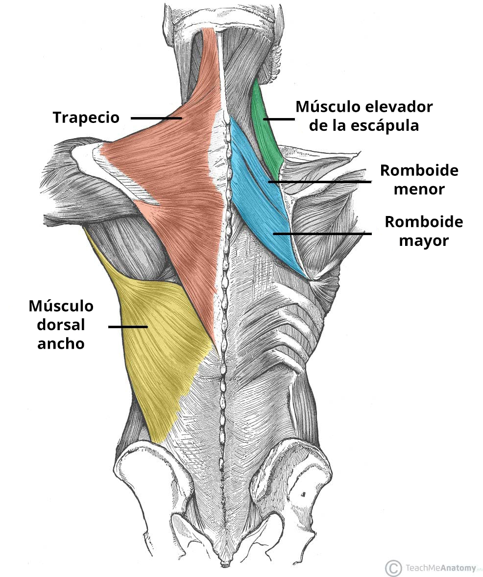 Ilustración de los músculos superficiales de la espalda, en la que se destacan sus posiciones anatómicas.