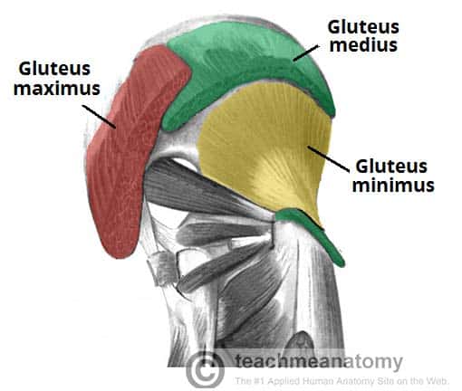 Fig 1.0 - The superficial muscles of the gluteal region. The gluteus maximus and medius have been partly removed. 