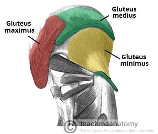 Butt Muscle Chart