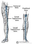 Venous Drainage Of The Lower Limb - TeachMeAnatomy