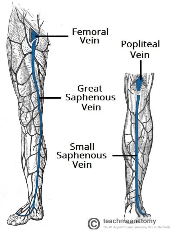 Venous Drainage Of The Lower Limb Teachmeanatomy 8824