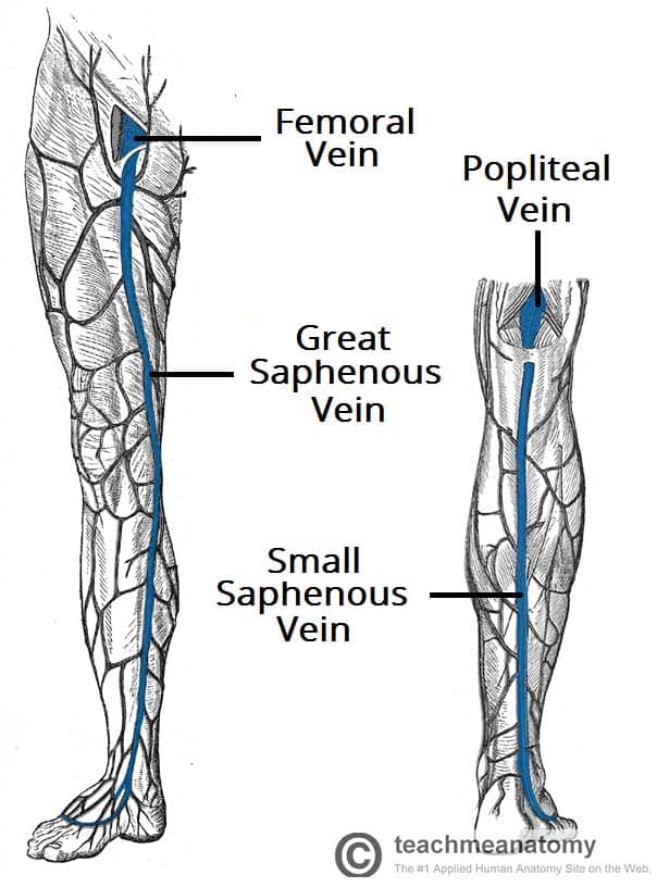 Venous Drainage Of The Lower Limb Teachmeanatomy