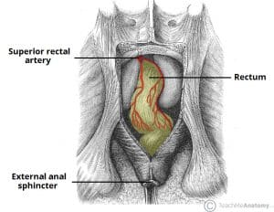 Diagram of the superior rectal artery, illustrating its anatomical position and supply to the upper rectum.