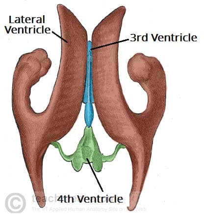 ventricles of the brain mri
