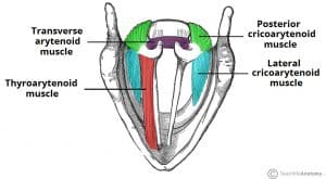 Superior view of the intrinsic muscles of the larynx, highlighting their anatomical arrangement.