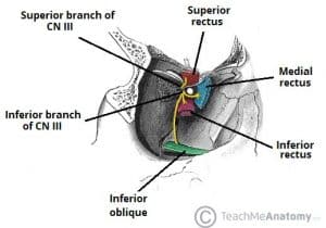 Diagram illustrating the superior and inferior branches of the oculomotor nerve within the orbit.