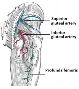 Illustration of the superior and inferior gluteal arteries.