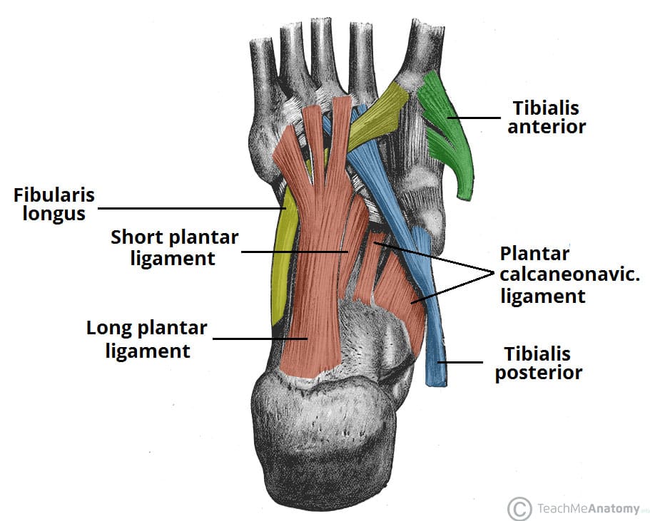 medial foot arch support