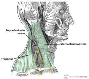 Diagram illustrating the supraclavicular nerves originating from a common trunk near the sternocleidomastoid muscle.