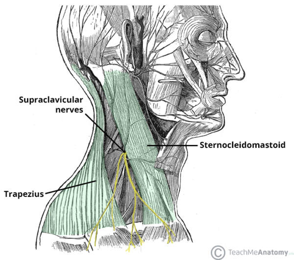 Supraclavicular Nerves - Course - Sensory - TeachMeAnatomy