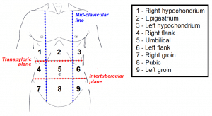 The Anterolateral Abdominal Wall - Muscles - TeachMeAnatomy