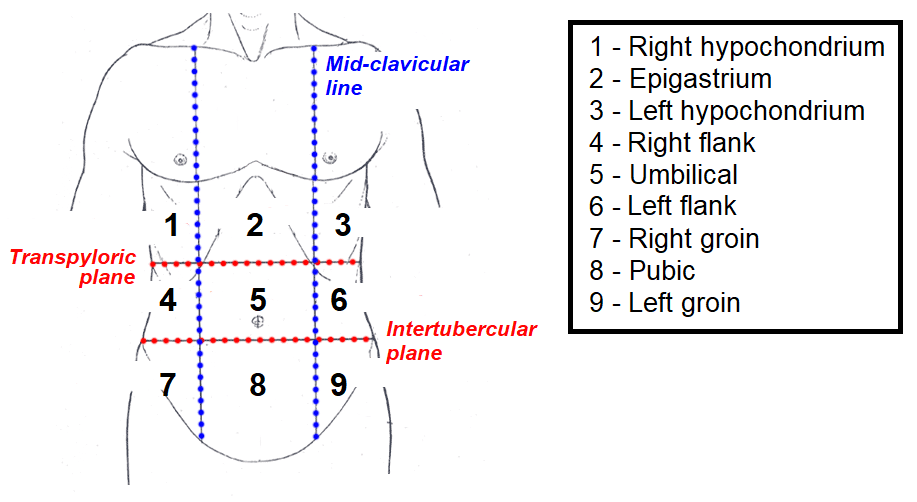 The Nine Abdominal Regions  Upper, Middle & Lower Abdomen
