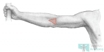 The Cubital Fossa Borders Contents Teachmeanatomy