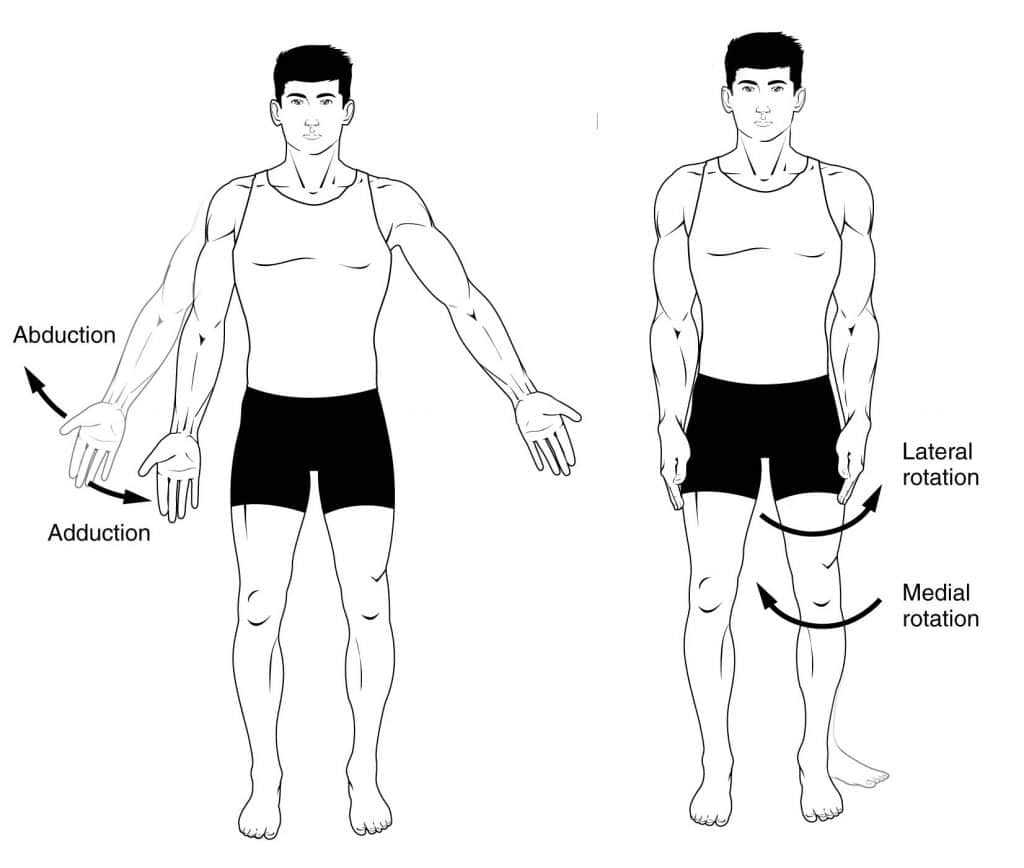 define lateral excursion anatomy