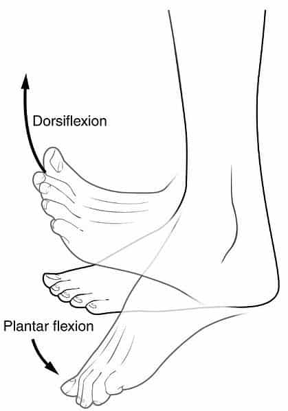 plantar flexion of foot