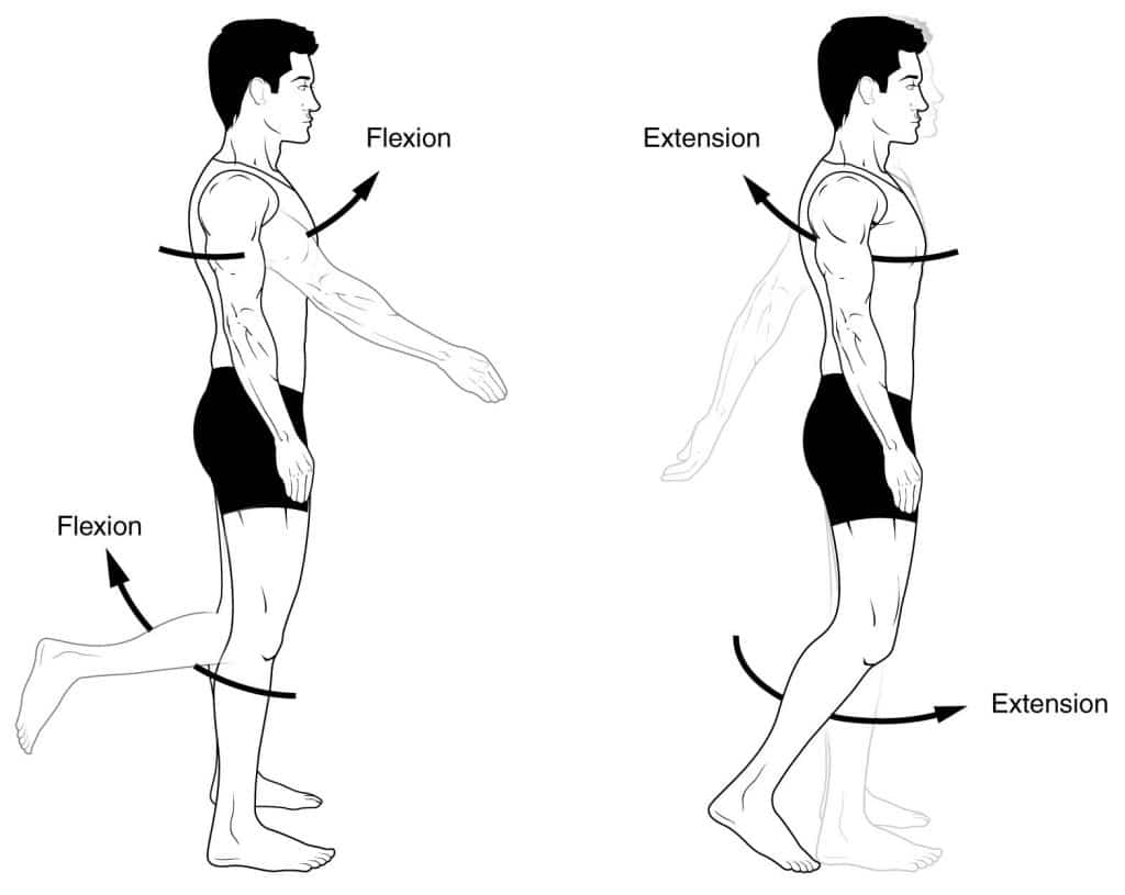 Antagonistic Muscle Action Chart Hip Joint And Pelvic Girdle