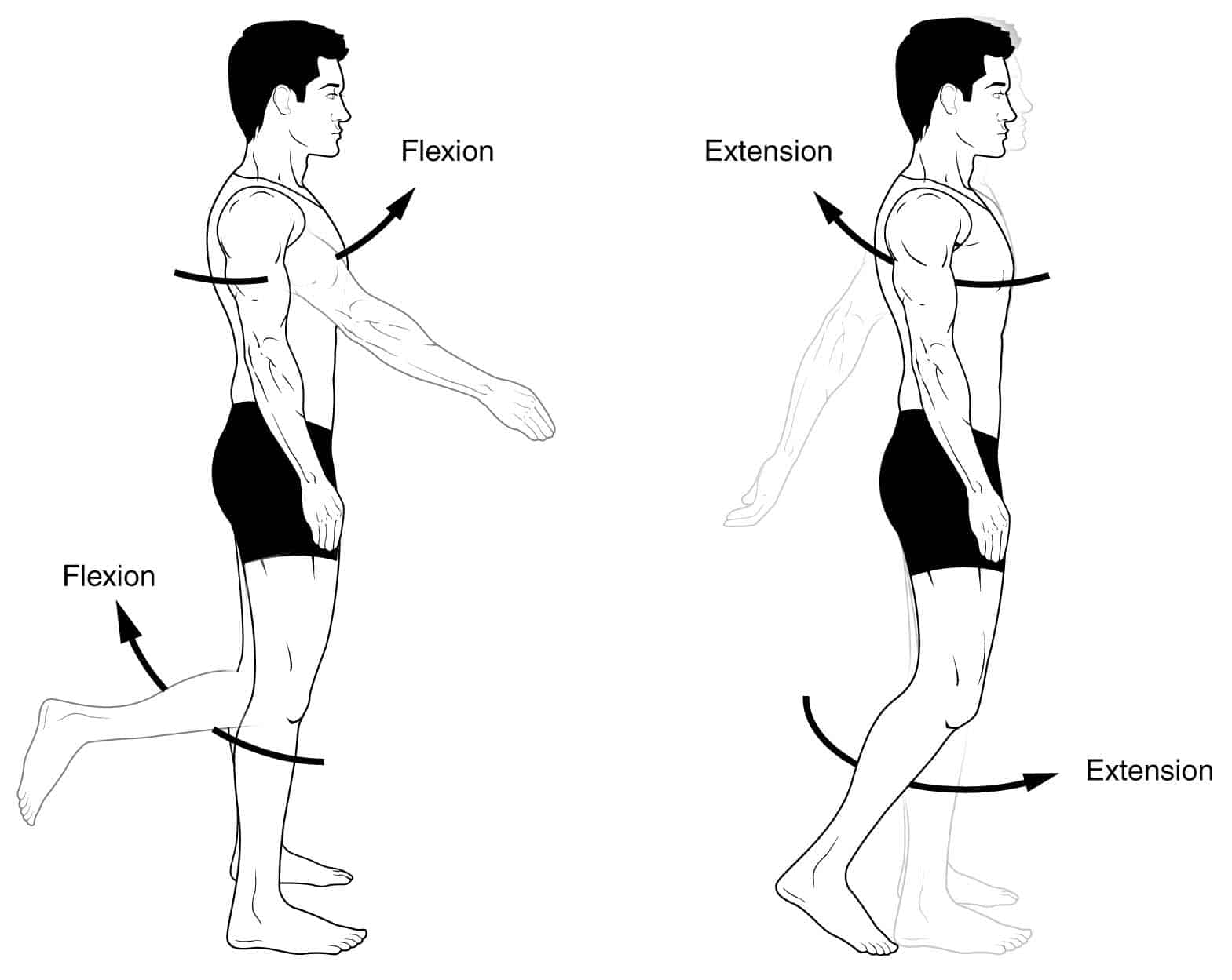 hyperextension anatomy