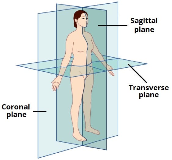 parasagittal plane