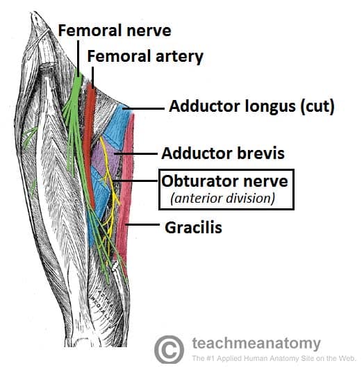 Fig 1.1 – View of the medial thigh, with the course of the obturator nerve highlighted