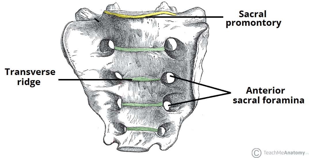 median sacral crest