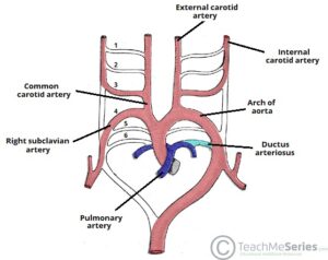 definition of aortic arch