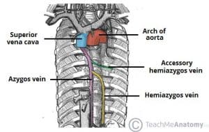 Illustration of the azygos venous network draining into the superior vena cava, related to the posterior mediastinum.