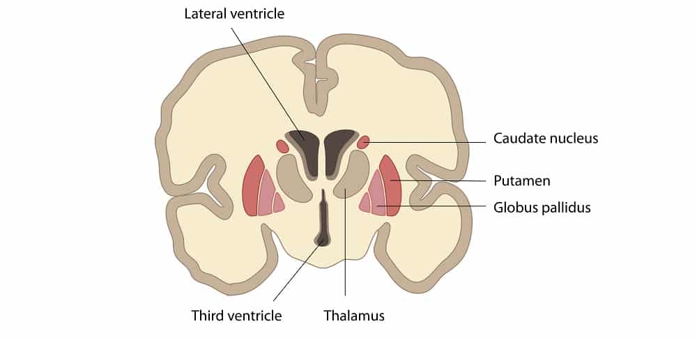 thalamus anatomy