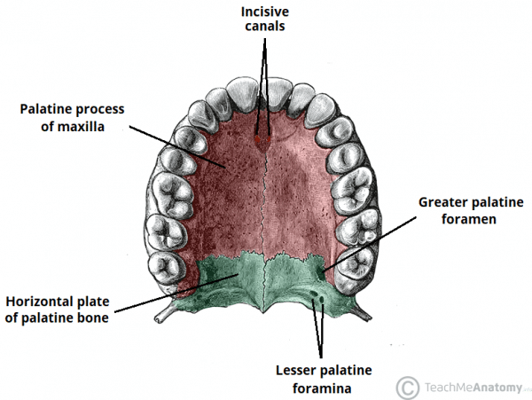 the-palate-hard-palate-soft-palate-uvula-teachmeanatomy