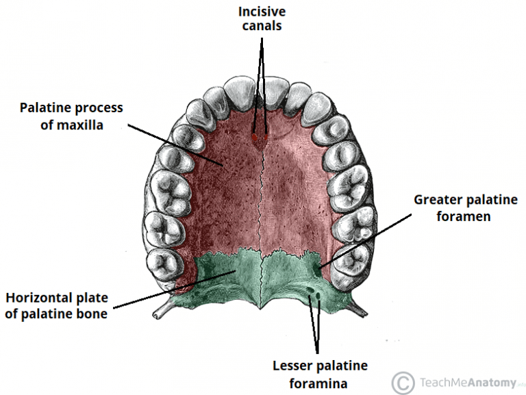 The Palate Hard Palate Soft Palate Uvula TeachMeAnatomy