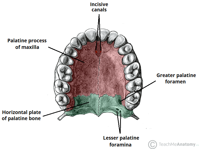 Anatomy Of Palate Anatomy Diagram Source