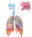 The Lungs - Position - Structure - Teachmeanatomy