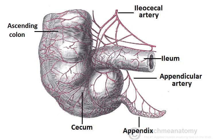 Fig 1.2 - The cecum, appendix and ascending colon. Note the inferior position of the cecum in relation to the ileum.