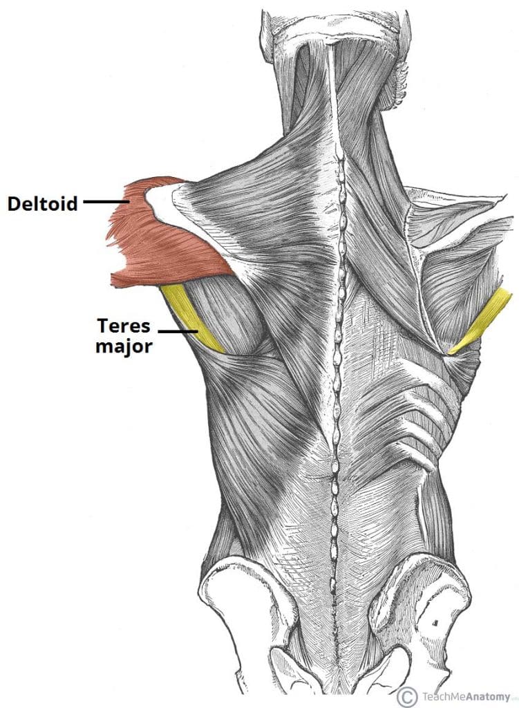 Fig 1.0 - The deltoid and teres major